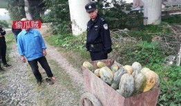 福山网红吃瓜事件真相视频,揭秘真相背后的惊人内幕